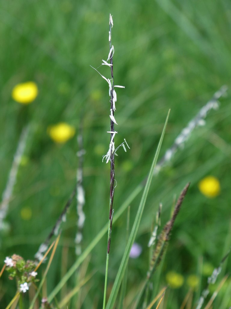 Nardus stricta